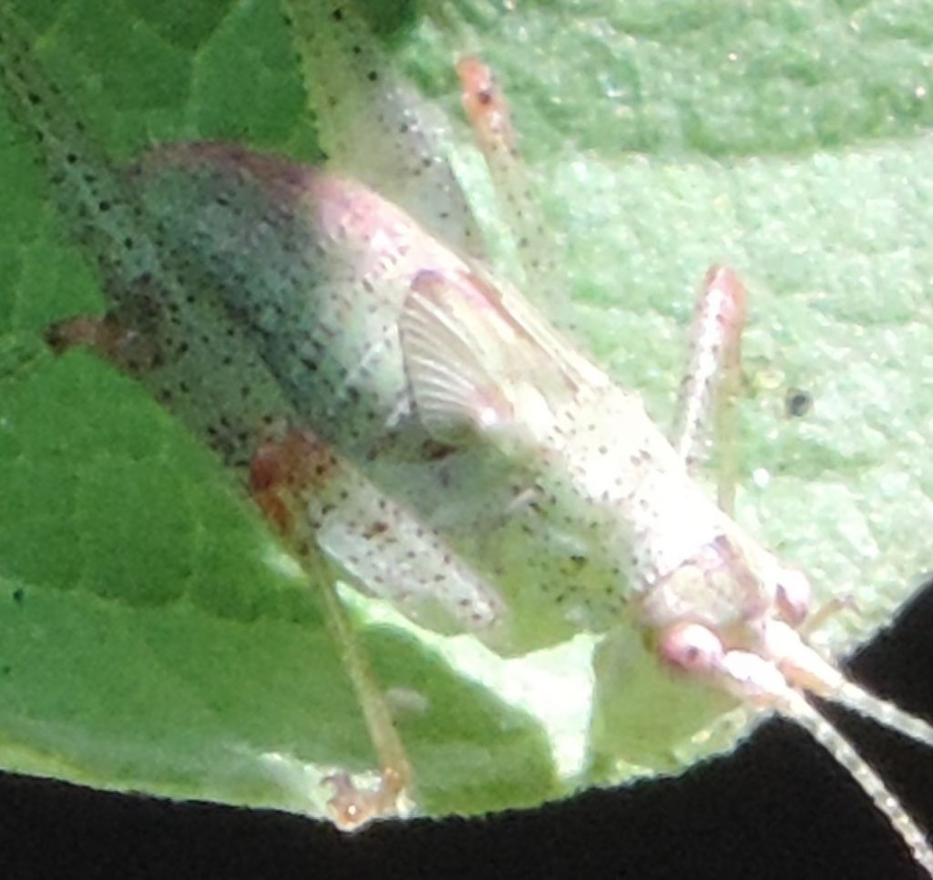 Meconematidae? No,Phaneropteridae: giovane Phaneroptera nana